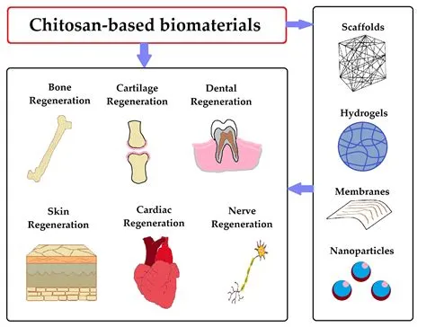  Chitosan - Rewolucyjny Biomateriał w Medycynie Regeneracyjnej i Technologiach Opakowaniowych!